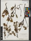 Foto von Salix waldsteiniana Willd.